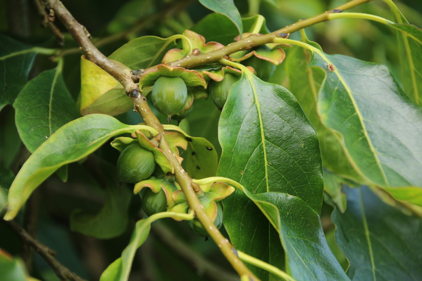 Sycoparrotia semidecidua