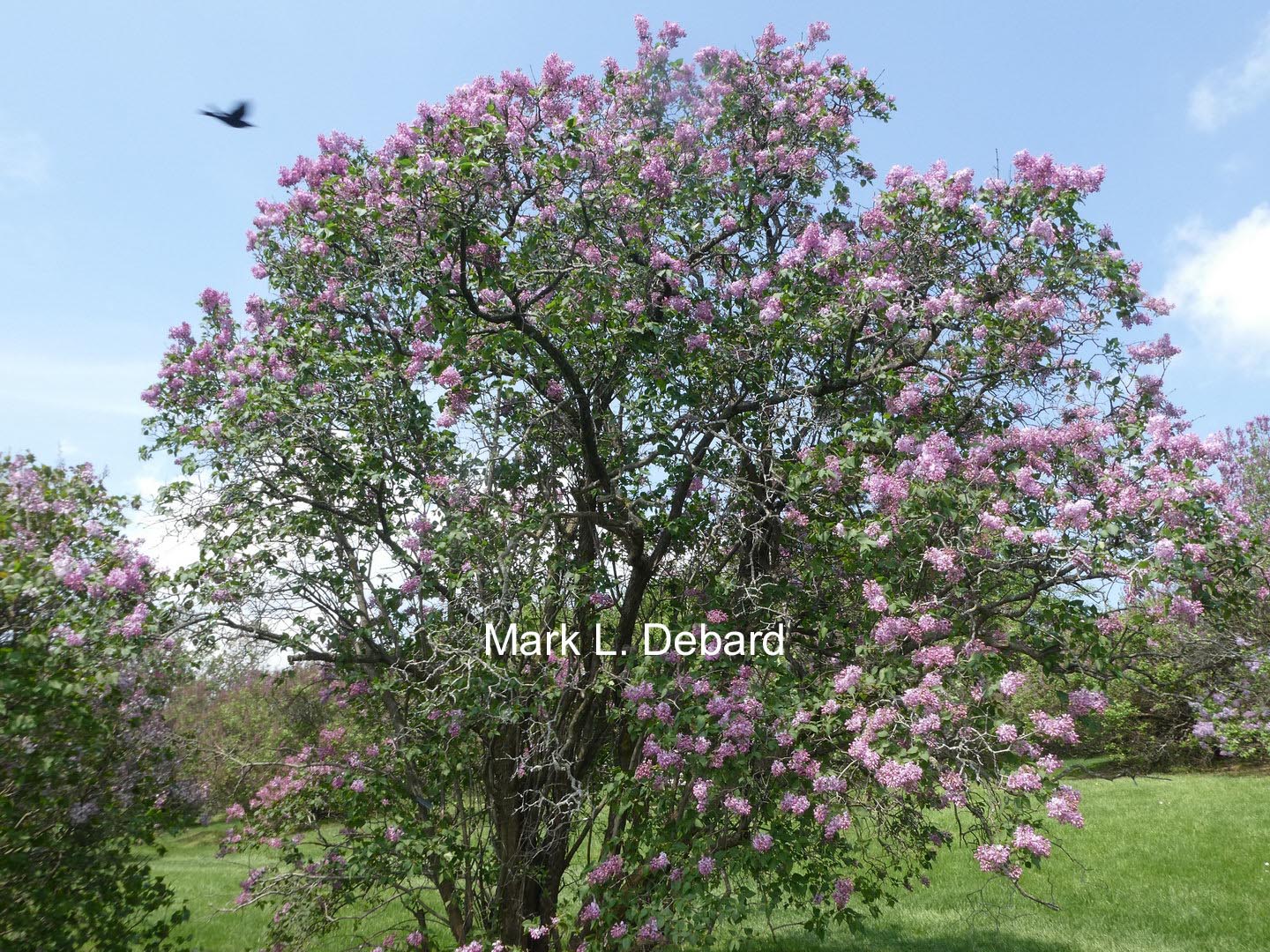 Syringa hyacinthiflora 'Buffon'
