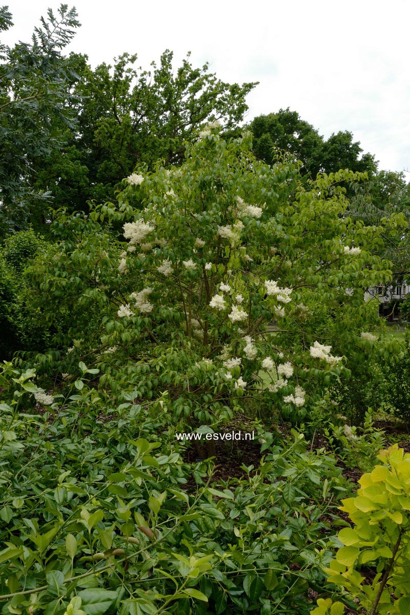 Syringa pekinensis