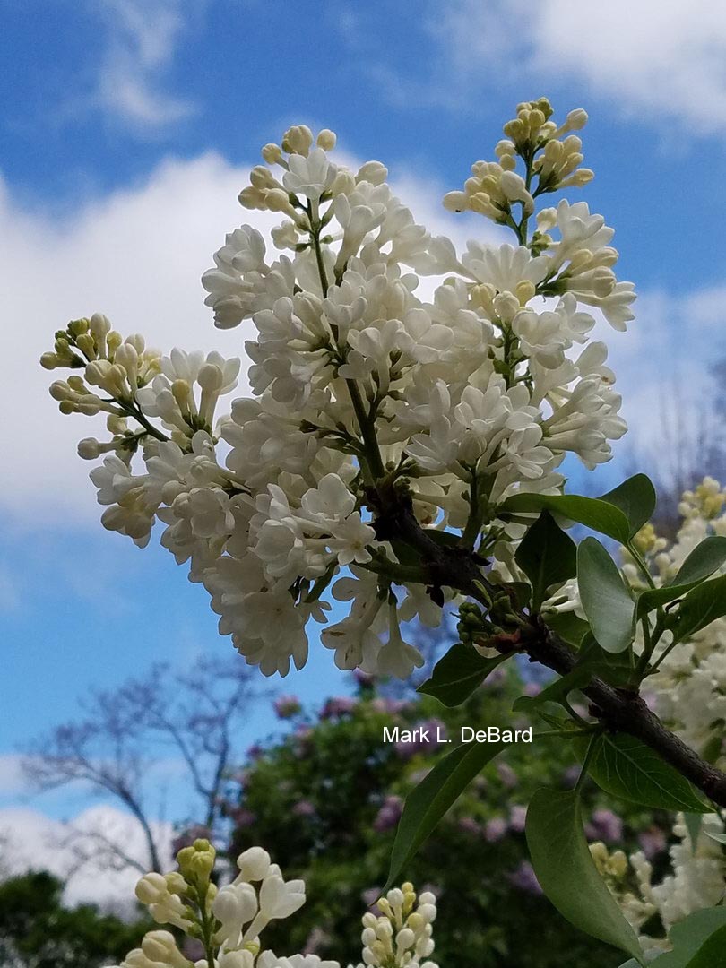 Syringa vulgaris 'Rochester'