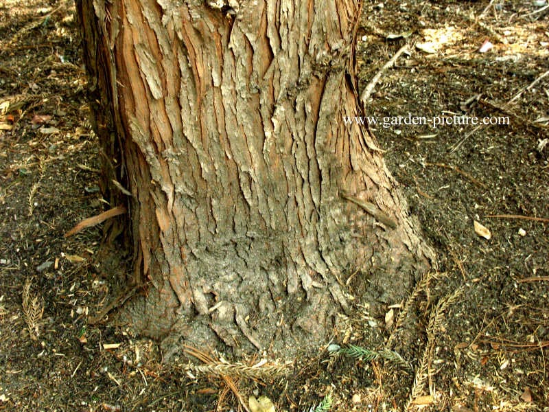 Taiwania cryptomerioides