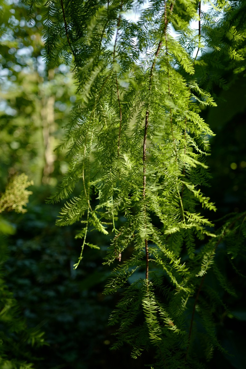Taxodium distichum 'Cascade Falls'
