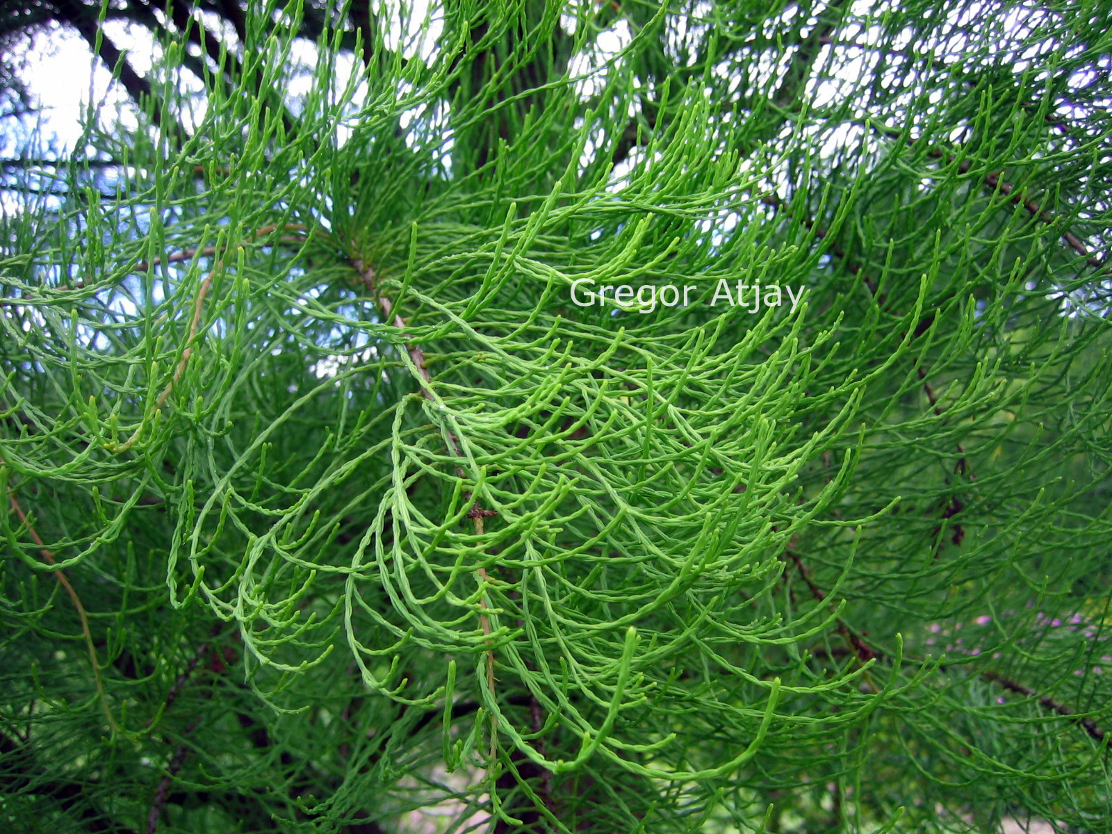 Taxodium distichum 'Nutans'