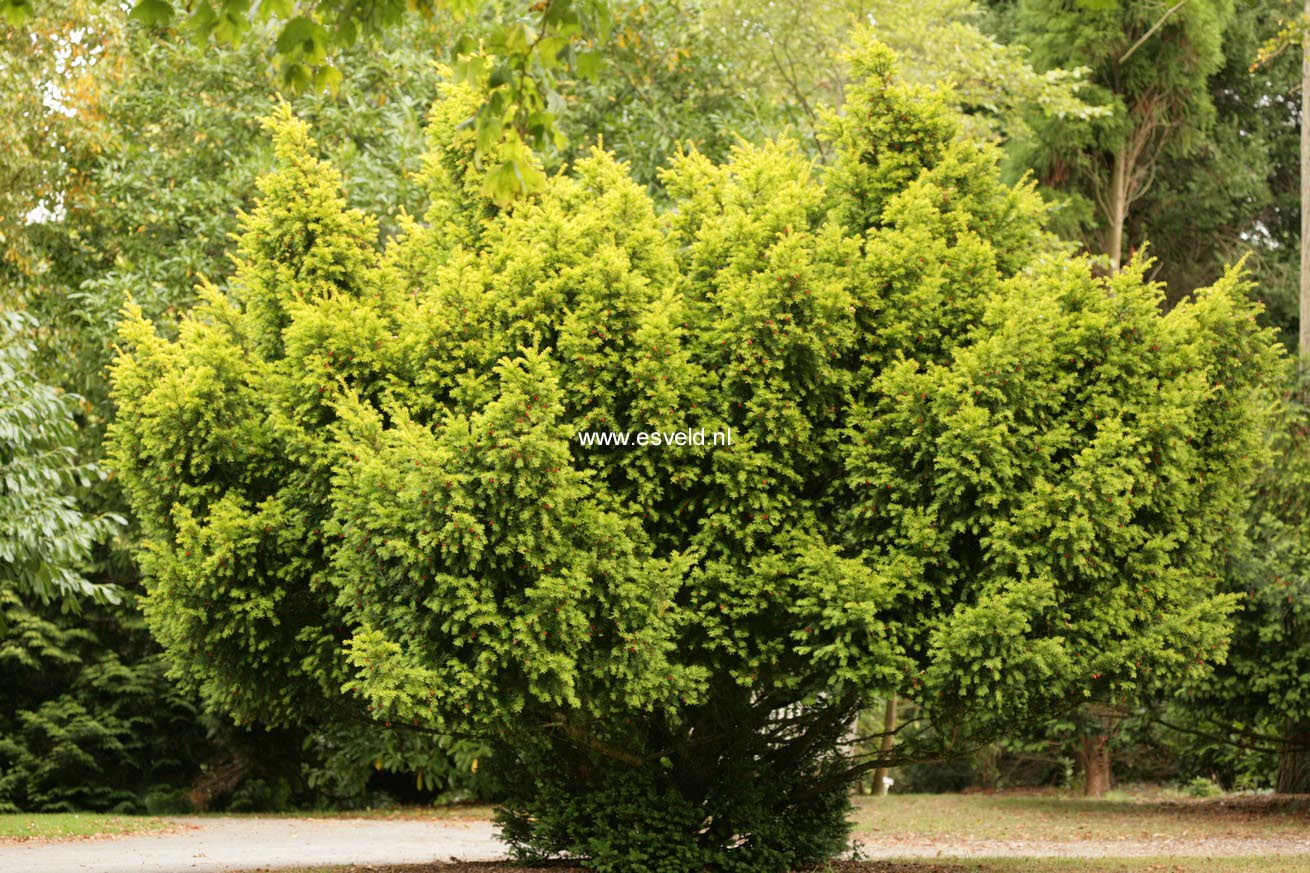 Taxus baccata 'Aurea'