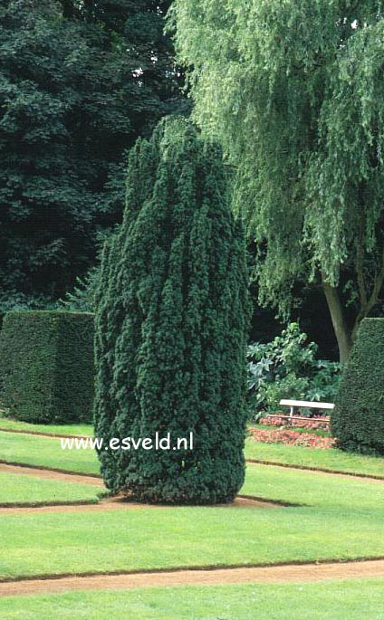 Taxus baccata 'Fastigiata'