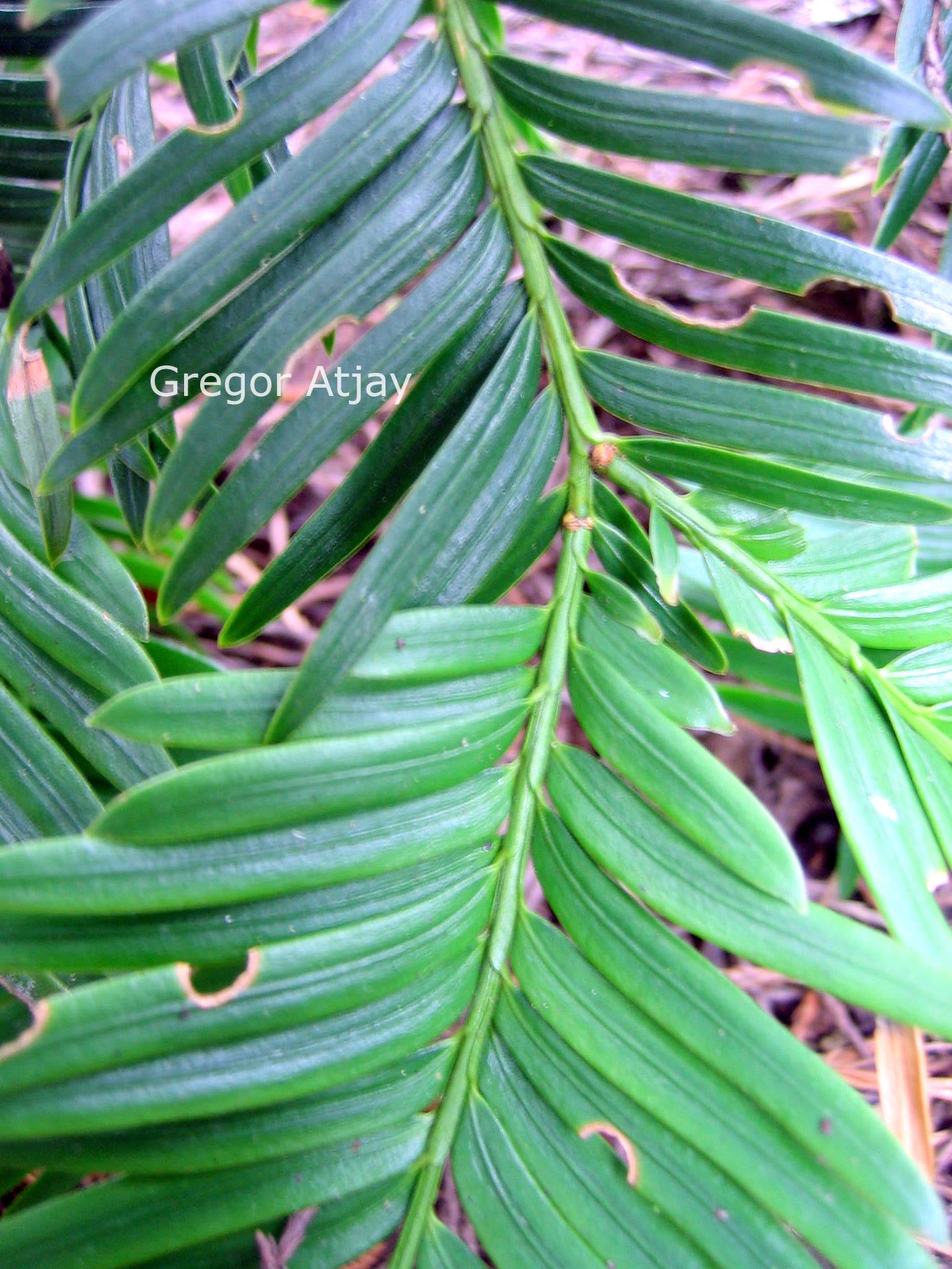Taxus chinenis