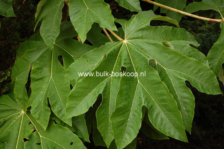 Tetrapanax papyrifer