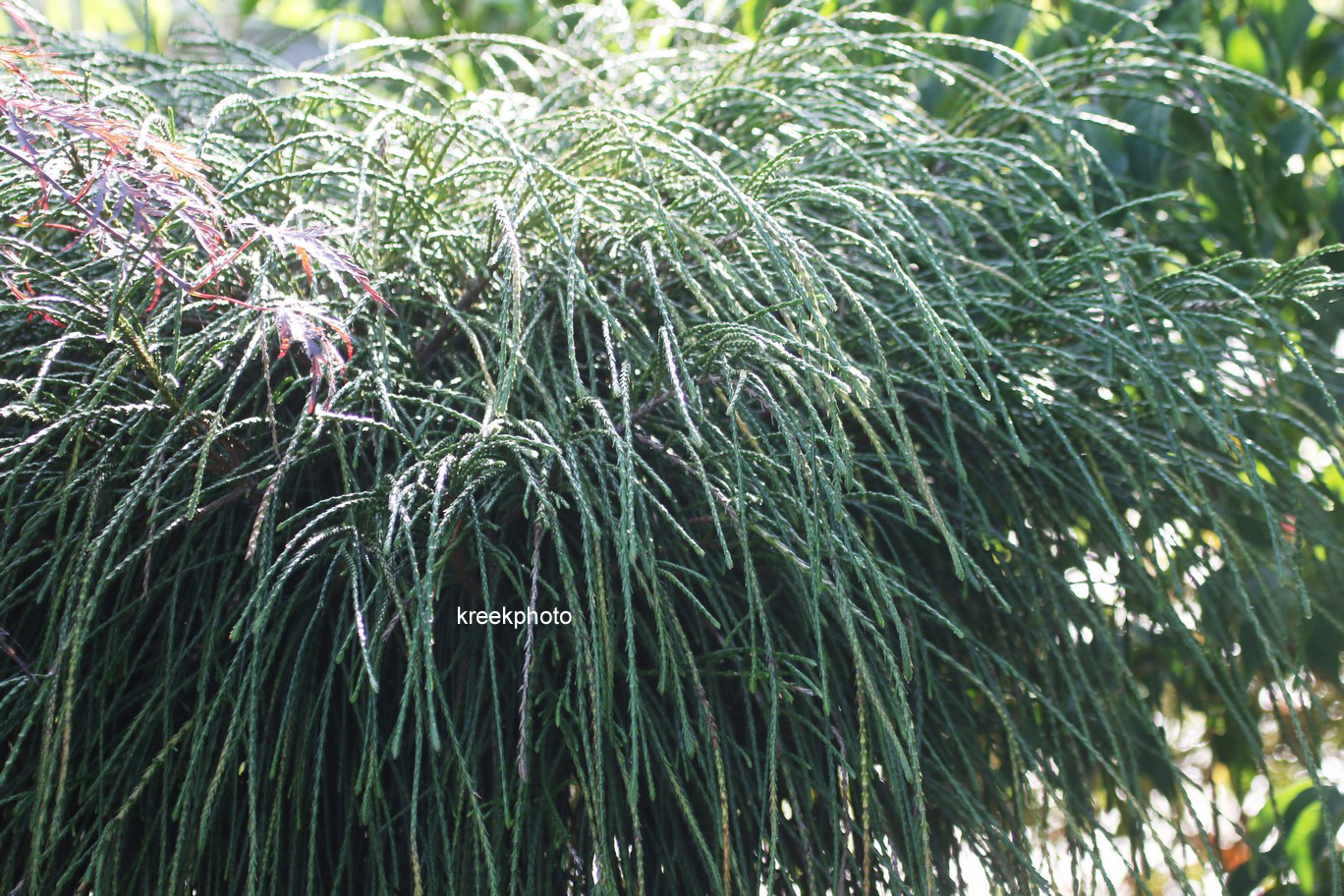 Thuja plicata 'Whipcord'