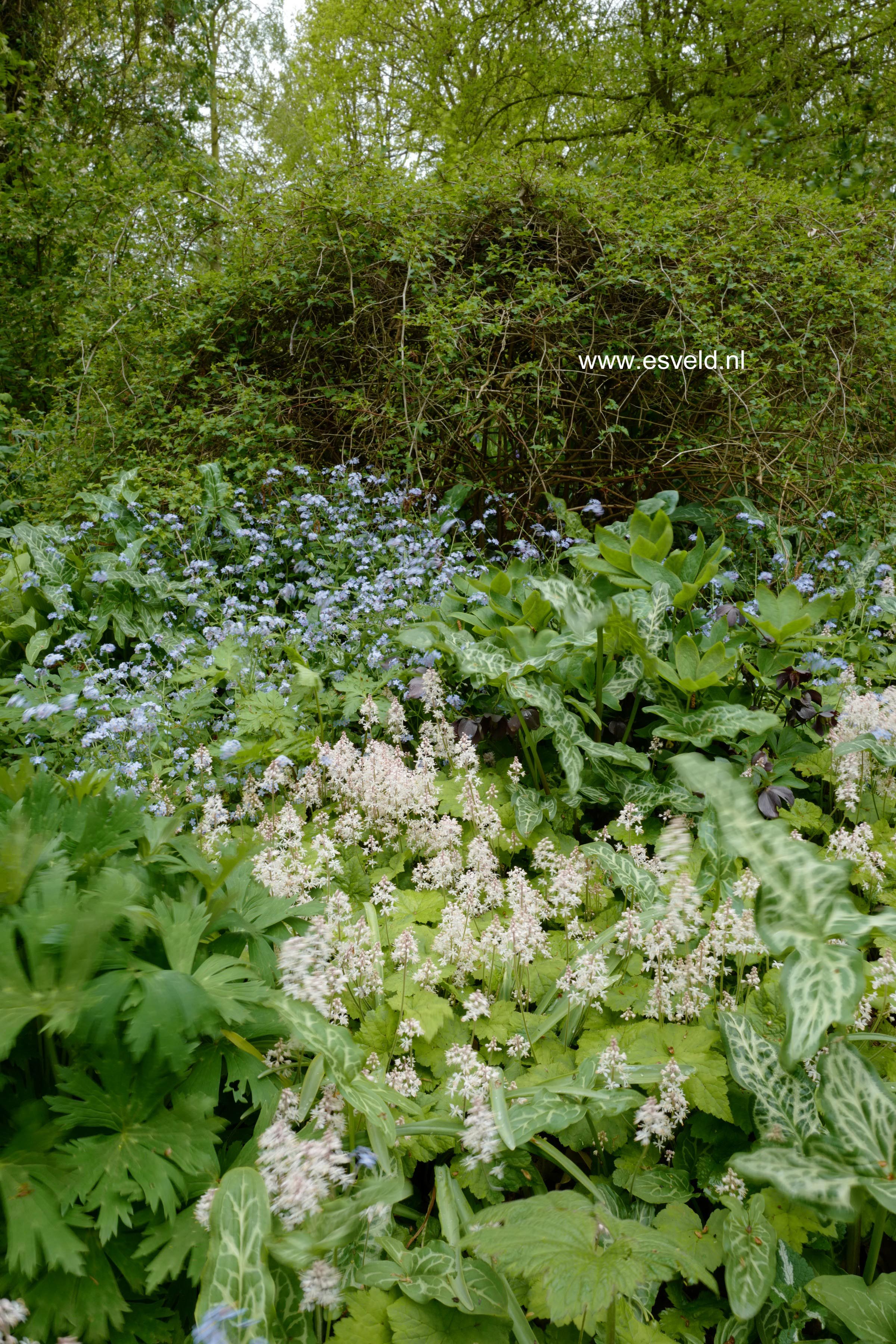 Tiarella cordifolia