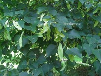 Tilia cordata