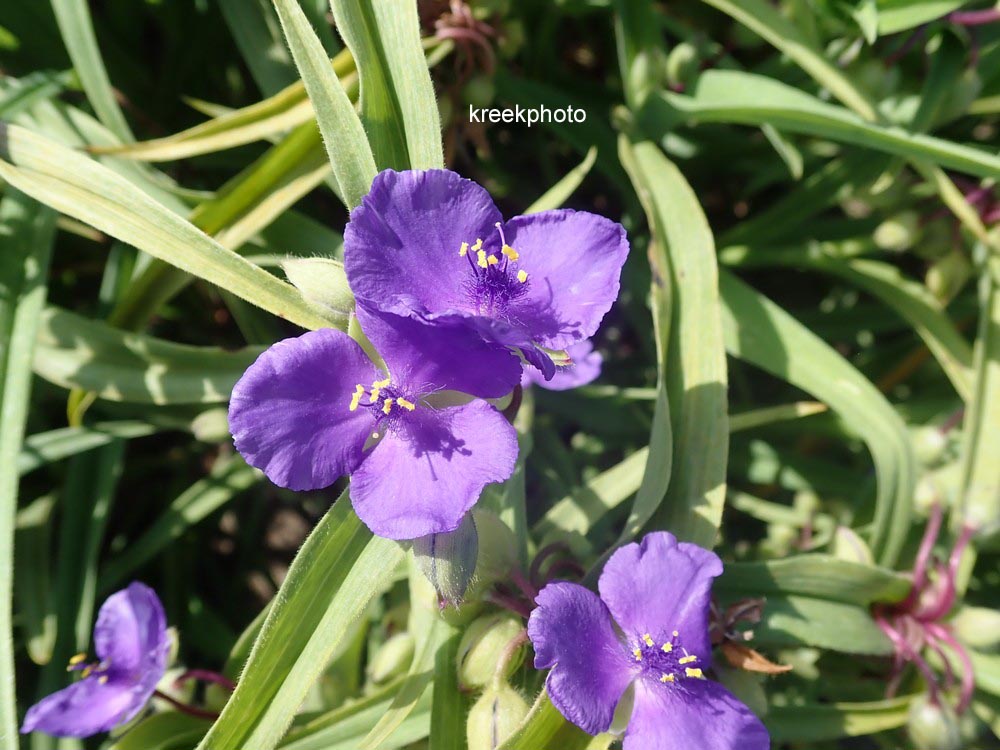 Tradescantia andersoniana 'Zwanenburg Blue'