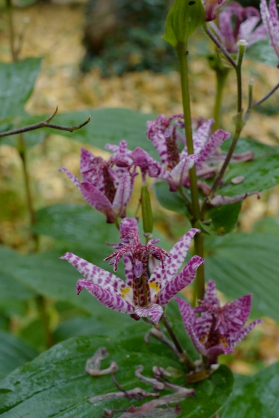 Tricyrtis hirta