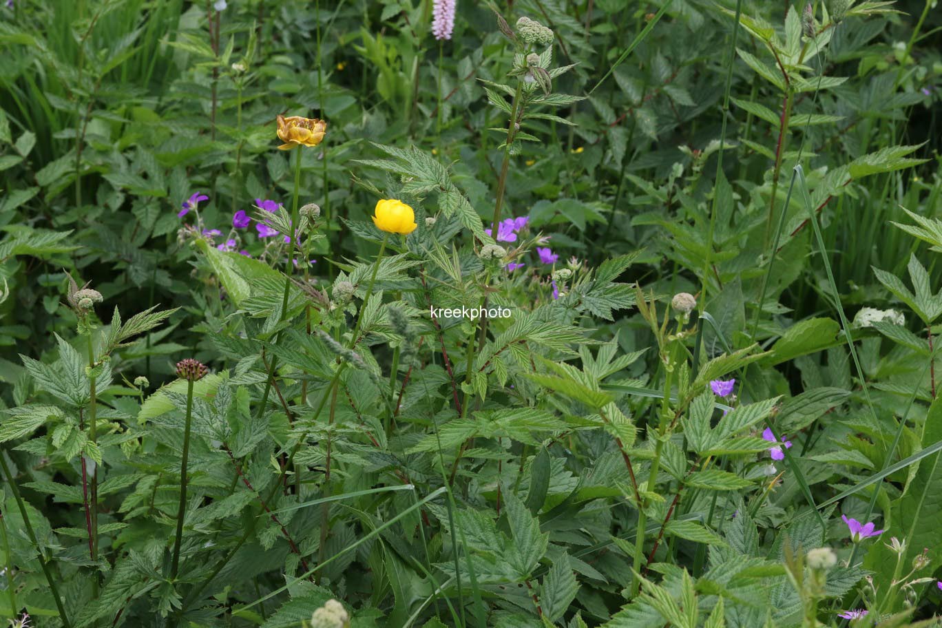Trollius europaeus