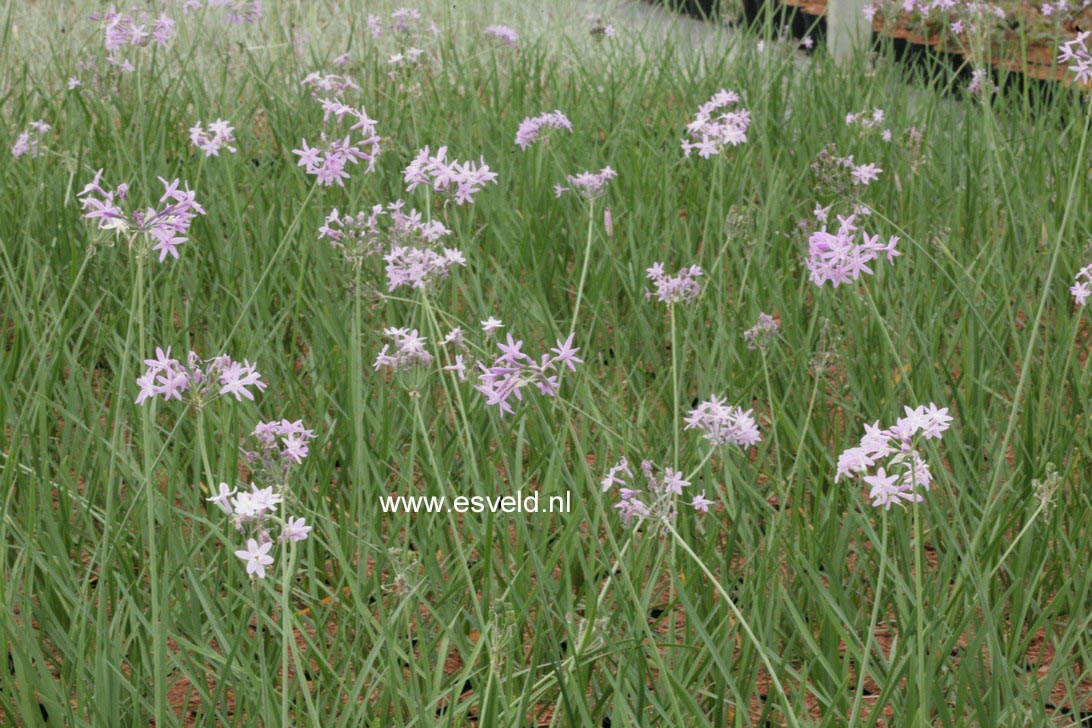 Tulbaghia violacea