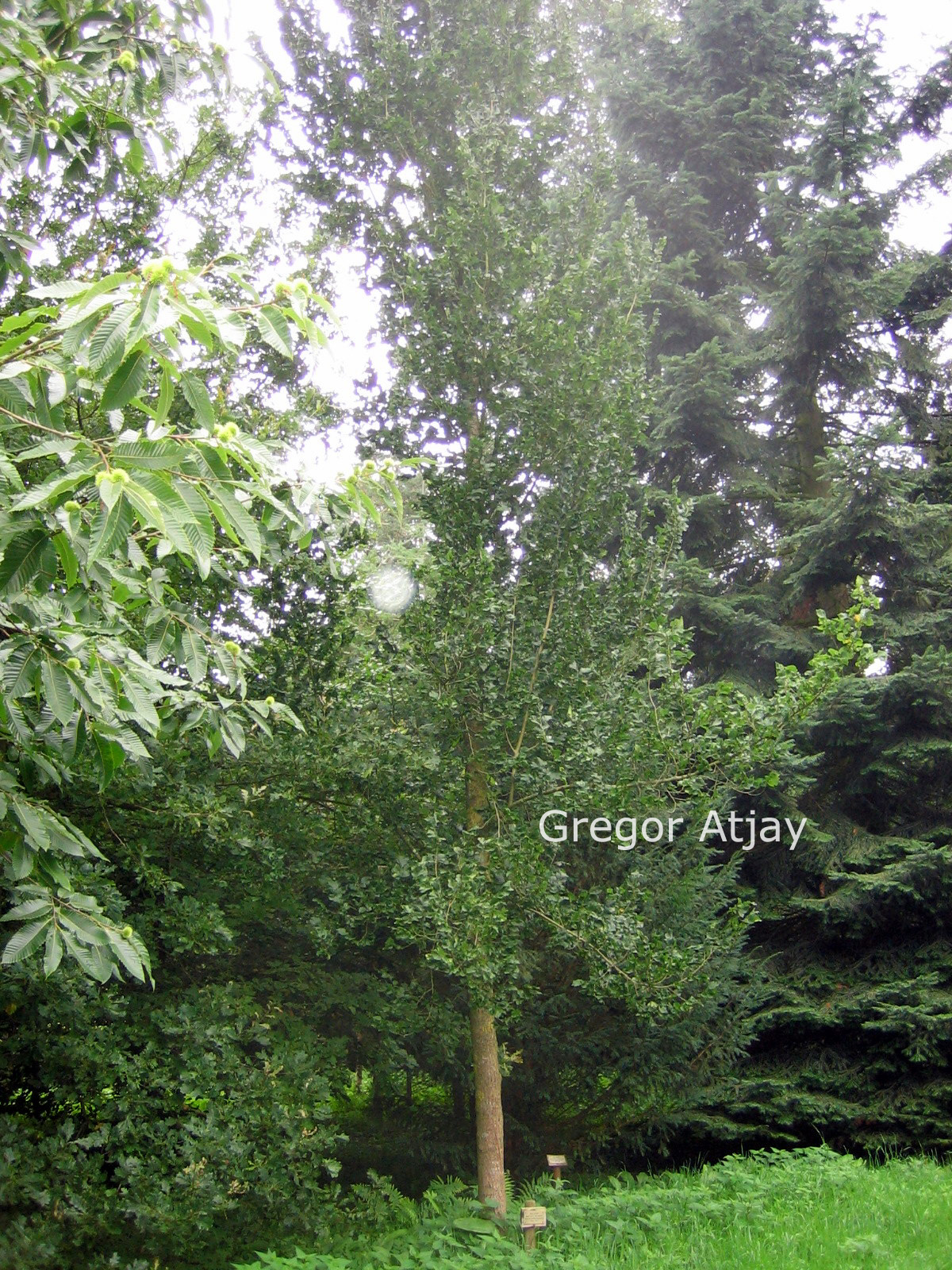 Ulmus 'Columella'
