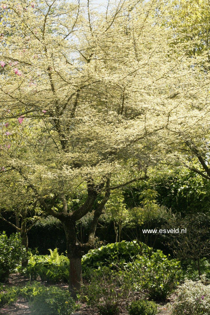 Ulmus parvifolia 'Geisha'