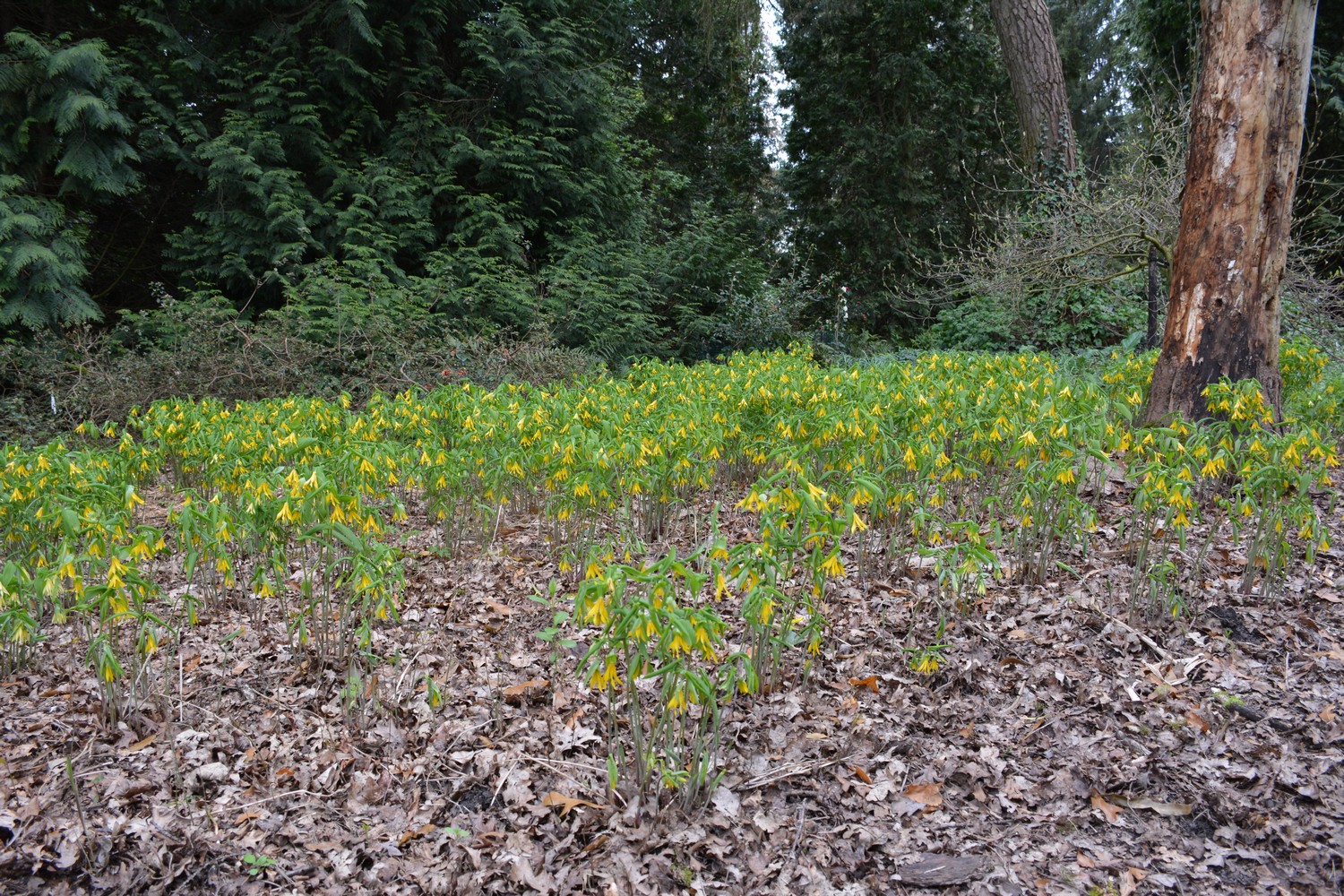 Uvularia grandiflora