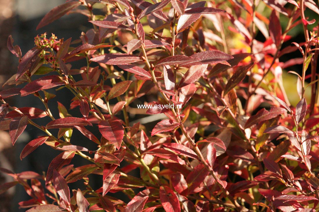 Vaccinium angustifolium