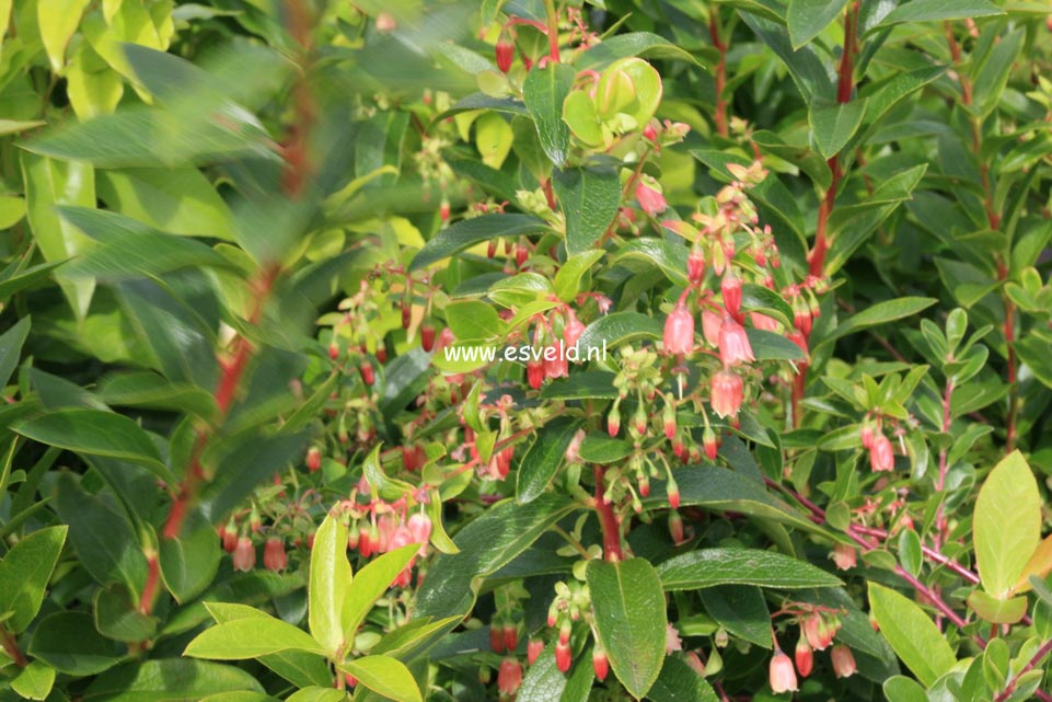 Vaccinium arctostaphylos