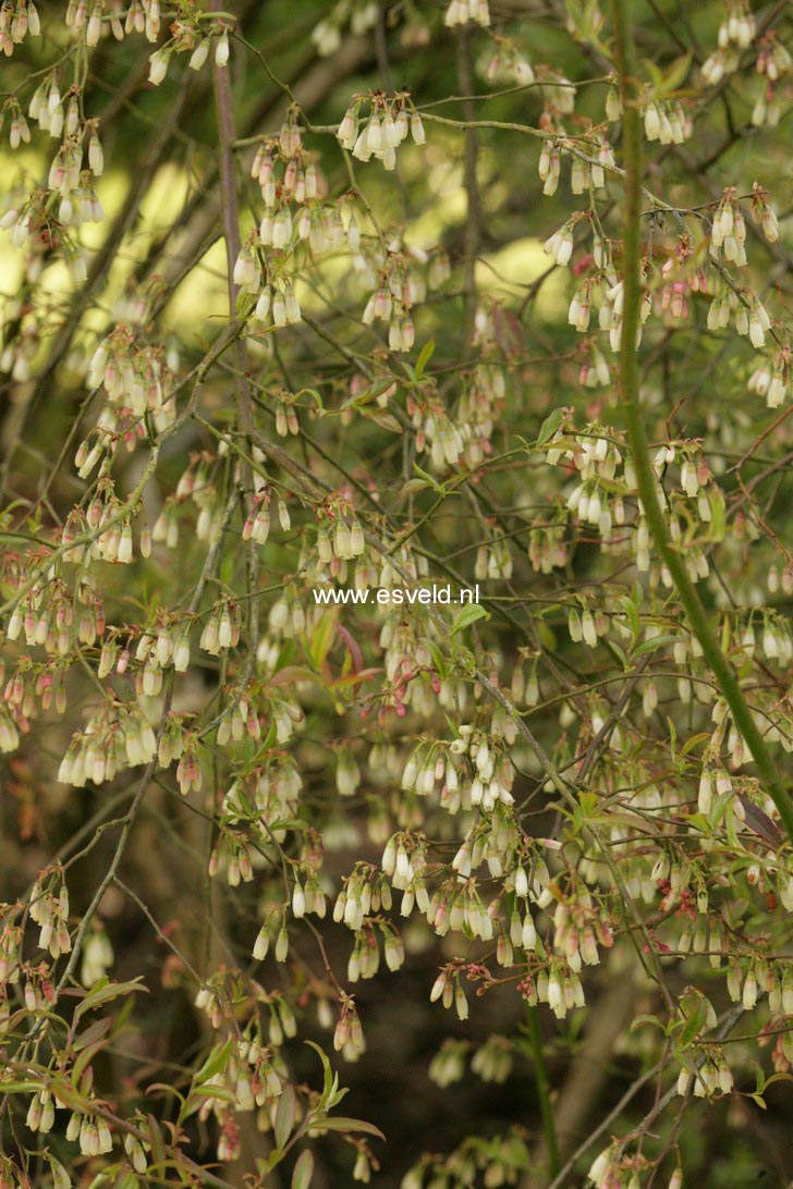 Vaccinium myrsinites