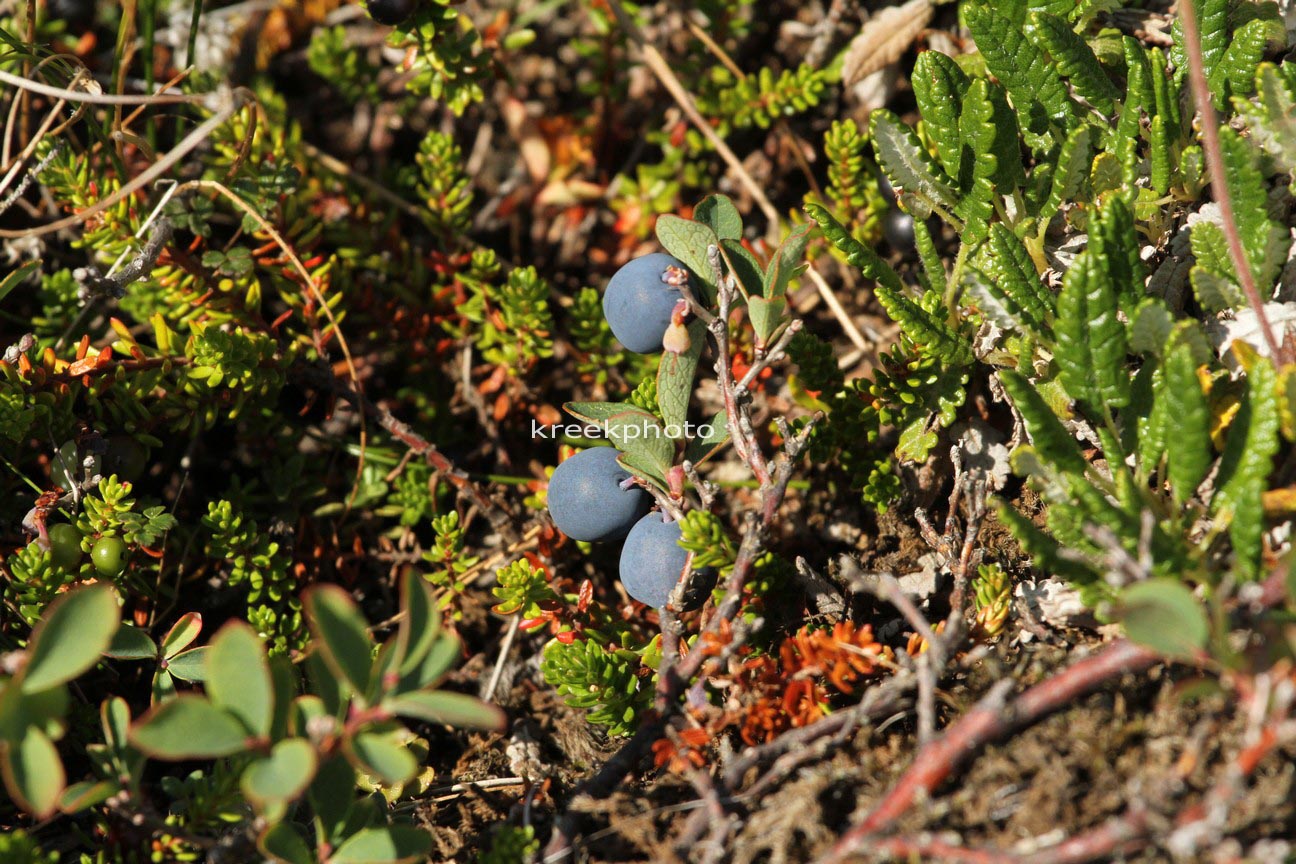 Vaccinium uliginosum