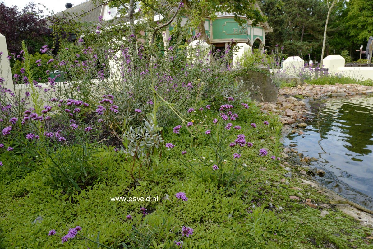 Verbena bonariensis 'Lollipop'