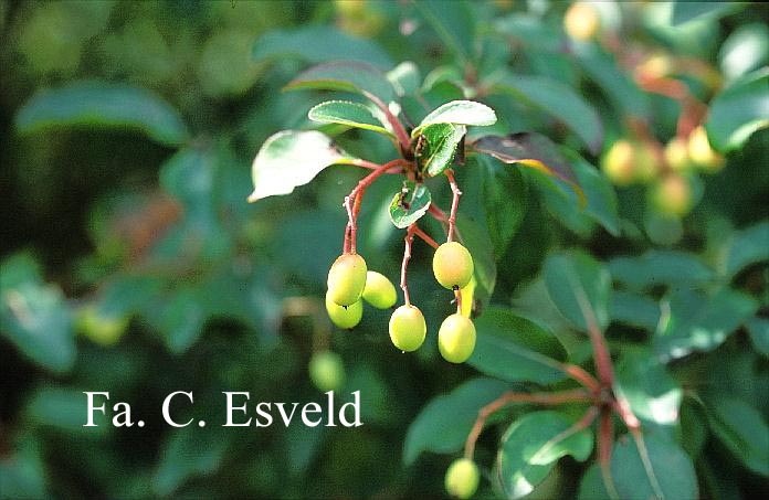 Viburnum 'Royal Guard'