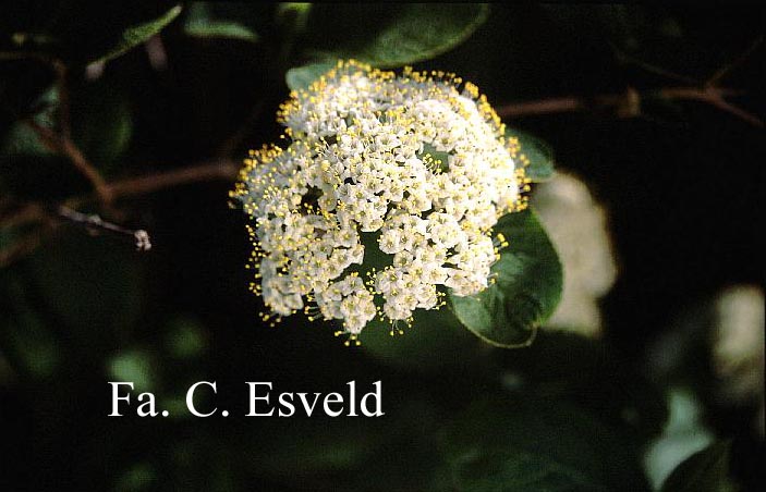 Viburnum burejaeticum