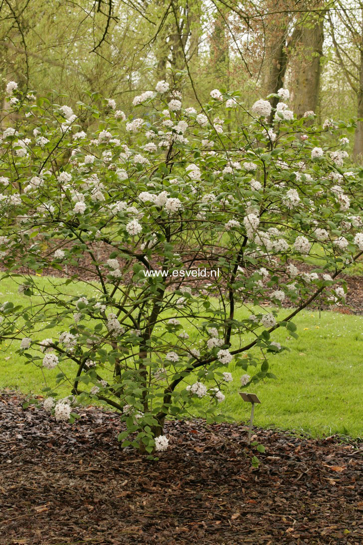 Viburnum burkwoodii 'Fulbrook'