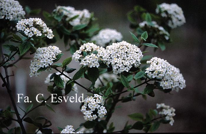 Viburnum burkwoodii 'Park Farm Hybrid'