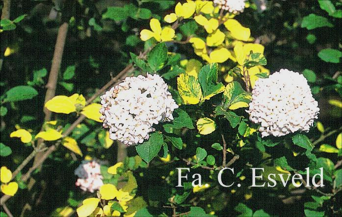 Viburnum carlcephalum 'Van der Maat'