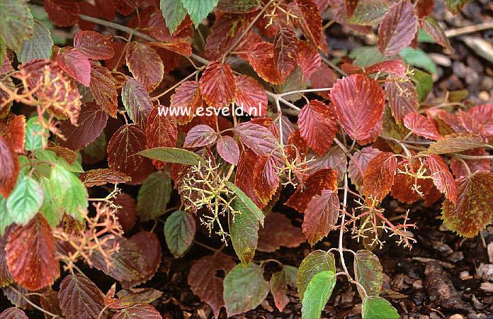 Viburnum dentatum 'Morton' (NORTHERN BURGUNDY)