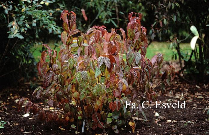 Viburnum dentatum var. lucidum