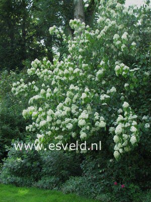 Viburnum dentatum