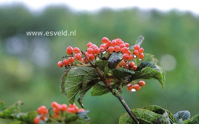 Viburnum dilatatum 'Erie'