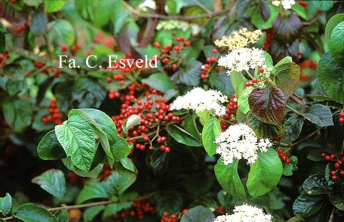 Viburnum dilatatum var. hispidum