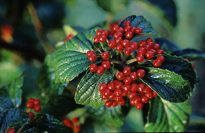 Viburnum dilatatum