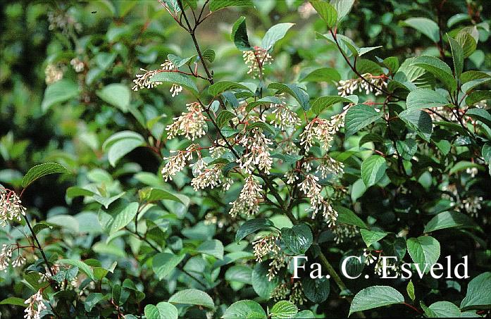 Viburnum erubescens gracilipes