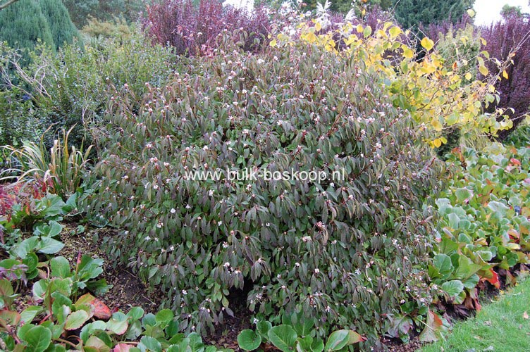 Viburnum farreri 'Nanum'