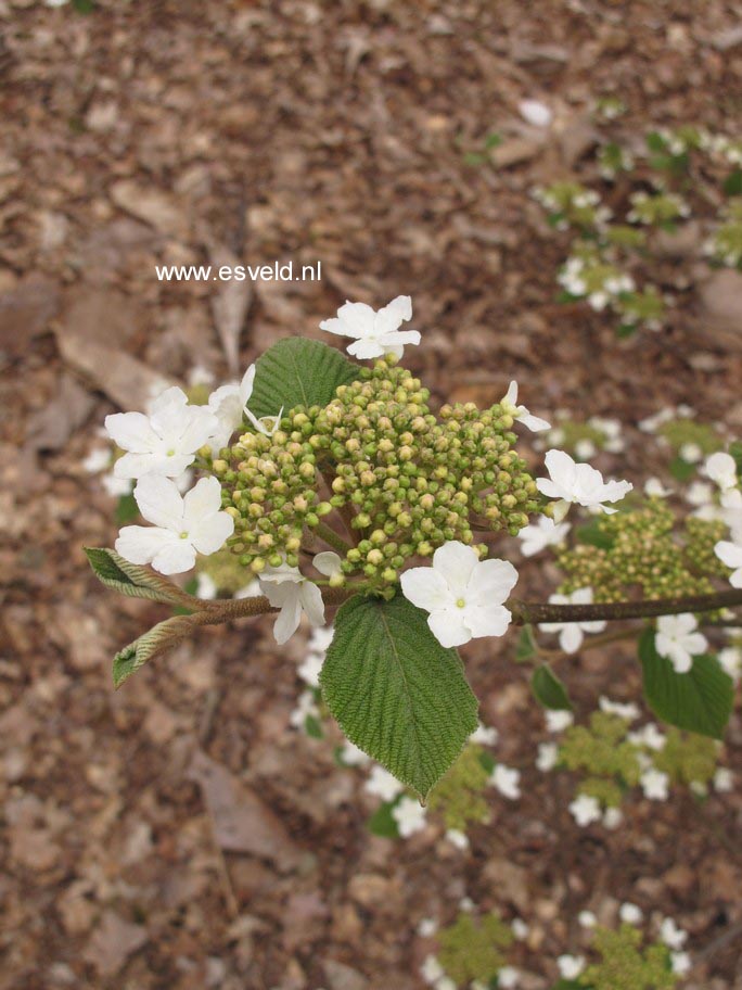Viburnum lantanoides