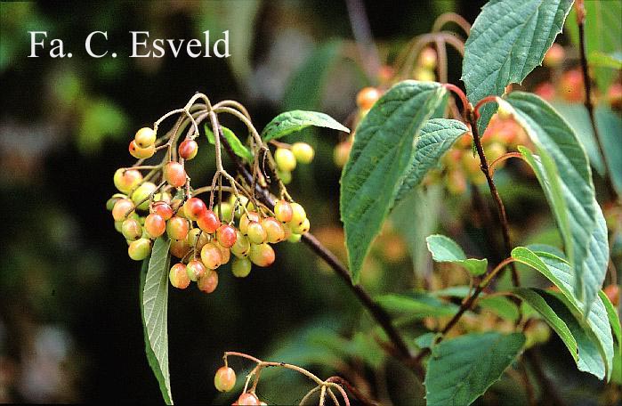 Viburnum lobophyllum