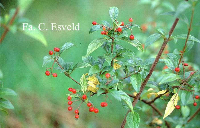 Viburnum luzonica var. oblongum