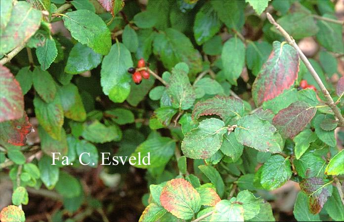 Viburnum mongolicum