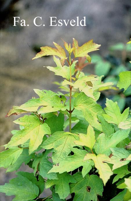 Viburnum opulus 'Aureum'