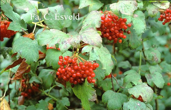 Viburnum opulus 'Compactum'