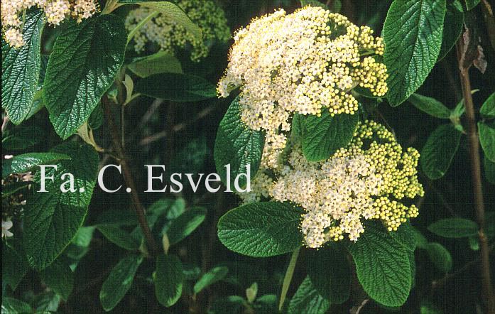 Viburnum rhytidophylloides 'Alleghany'