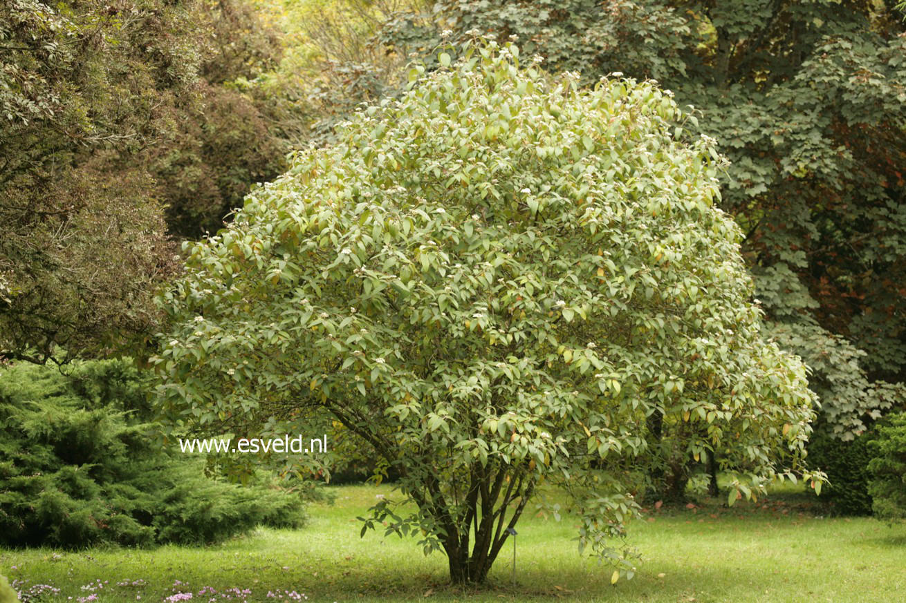 Viburnum rhytidophylloides 'Willowwood'