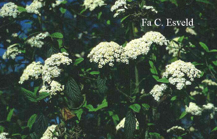 Viburnum rhytidophyllum 'Dart's Duke' (INTERDUKE)