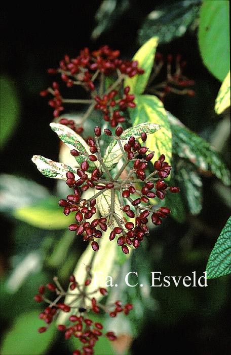 Viburnum rhytidophyllum 'Variegatum'