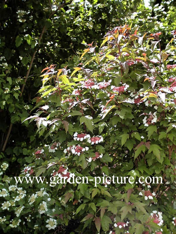 Viburnum sargentii 'Onondaga'